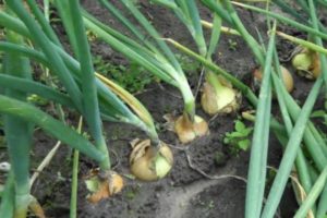 Чем подкормить лук, чтобы он не желтел в июне и дал крупные луковицы Чем подкормить лук, чтобы он не желтел в июне и дал крупные луковицы