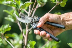 Обрезка растений в июле: что нужно обрезать сейчас, чтобы растения были здоровыми и прекрасно росли Обрезка растений в июле: что нужно обрезать сейчас, чтобы растения были здоровыми и прекрасно росли